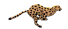 Leopardenstern